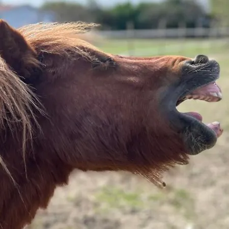 Ker Isari Auterive (Haute-Garonne)